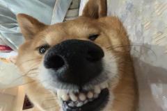 1_anh-con-cho-cuoi-1