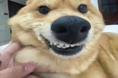 1_anh-con-cho-cuoi-hai-1