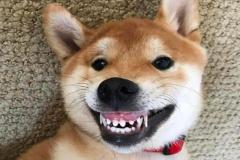 1_anh-con-cho-cuoi-nhe-rang-1