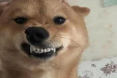 anh-con-cho-cuoi-1