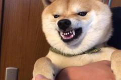 anh-con-cho-cuoi-hai-1