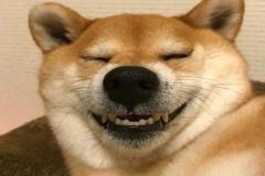 anh-con-cho-cuoi-nhe-rang-1