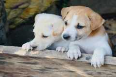 1_anh-dong-vat-cute-con-cho-xinh-1