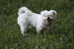 anh-dong-vat-cute-con-cho-xinh-1