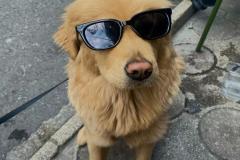 1_anh-con-cho-deo-kinh-cute-1