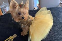 1_anh-con-cho-mac-vay-meme-cute-1