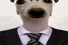 anh-con-cho-mac-vest-hai-1
