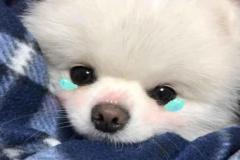 anh-cho-meme-cute-1
