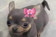 anh-cho-meme-cute-dep-1