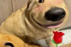 anh-cho-meme-cute-hai-1