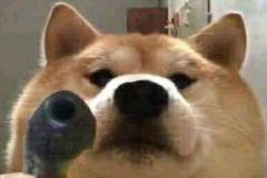 1_anh-con-cho-ngau-meme-1