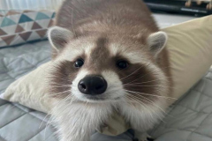 Hình con gấu mèo đáng yêu