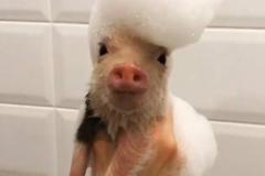 BST ảnh con heo cute đáng yêu