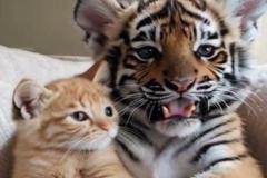 Ảnh con hổ cute đáng yêu
