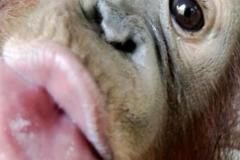 Hình ảnh con khỉ meme hài hước