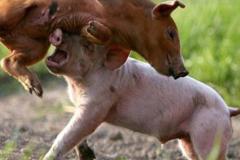 Hình ảnh con heo vui nhộn chơi đùa đáng yêu