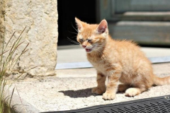1_anh-dong-vat-cute-con-meo-1