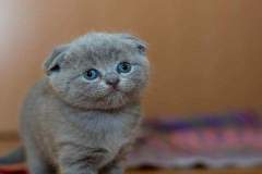 1_anh-dong-vat-cute-con-meo-cute-1
