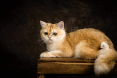 1_anh-dong-vat-cute-con-meo-xinh-1