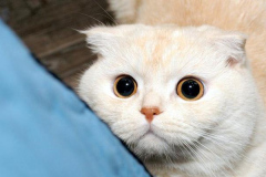 anh-dong-vat-cute-con-meo-trang-1