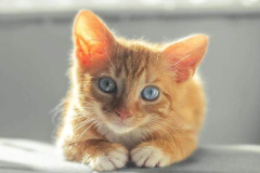 anh-dong-vat-cute-con-meo-xinh-1