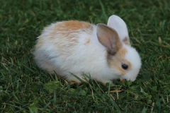 1_anh-dong-vat-cute-con-tho-sieu-cute-1