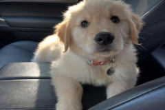 1_anh-cun-con-cute-1