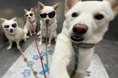 1_anh-dan-cho-chup-hinh-cute-1