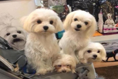 1_anh-mot-dan-cun-cute-1