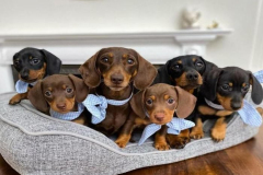 anh-mot-dan-cun-cute-1