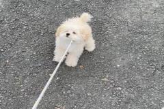 1_anh-dat-cho-di-dao-meme-cute-1