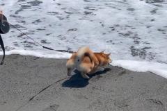 1_anh-dat-cho-shiba-cute-1