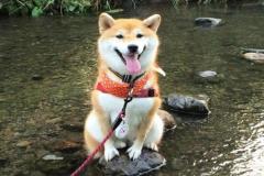1_anh-dat-cho-shiba-dep-1
