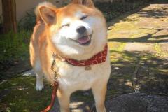 anh-dat-cho-shiba-1