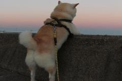 anh-dat-cho-shiba-cute-1