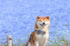 anh-dat-cho-shiba-dep-1