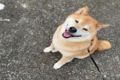 anh-dat-cho-shiba-xinh-1