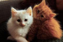 1_avt-doi-meo-cute-dep-1