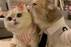 anh-meo-doi-voi-nguoi-yeu-cute-1