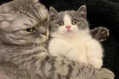 avt-doi-meo-cute-1