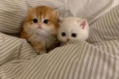 avt-doi-meo-cute-dep-1