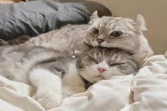 avt-doi-meo-cute-xinh-1