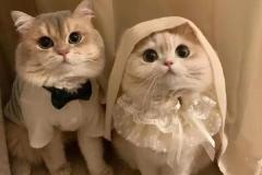 Ảnh đôi mèo cực tình