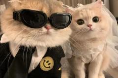 Ảnh đôi mèo cực tình