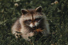 Ảnh động vật cute