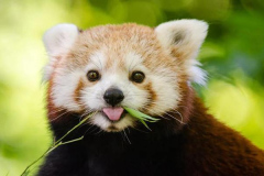 Động vật hoang dã cũng rất đáng yêu!