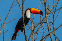 anh-dong-vat-hoang-da-chim-toucan-1