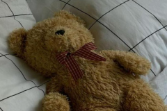 Gấu bông teddy đẹp