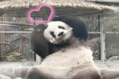 Ảnh con gấu cute 