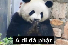 Ảnh gấu meme đáng yêu
